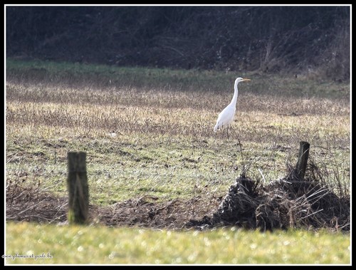 Grande Aigrette